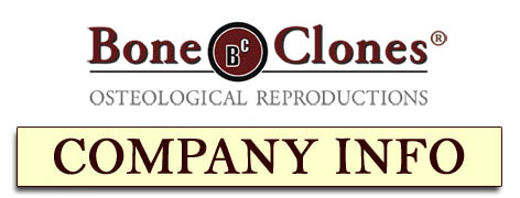 Bone Clones, Inc. Company Info