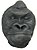 Bone Clones Catalog of Great Apes