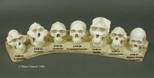 Set of 7 Primate Half Scale Skulls KAM-SET-7