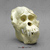 Sumatra Orangutan Skull Replica