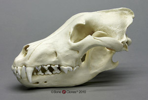 Siberian Wolf Skull BC-004