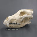 Siberian Wolf Skull BC-004