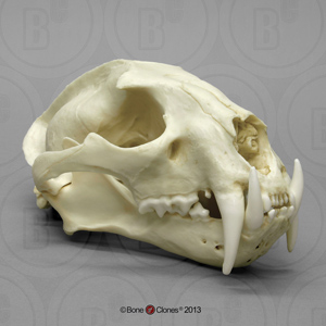 Clouded Leopard Skull BC-005