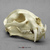 Clouded Leopard Skull Replica