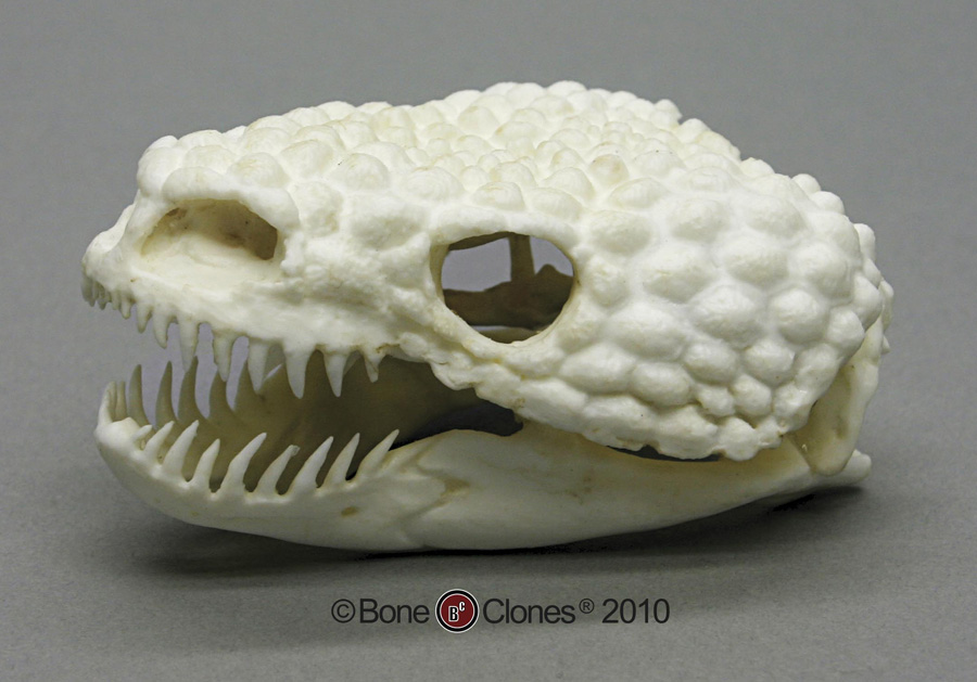 Tuatara Skull