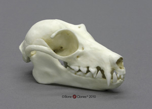 Fruit Bat skull BC-007