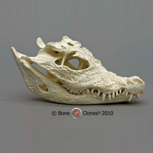 Dwarf Crocodile Skull Replica BC-009