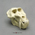 Male Mandrill Baboon skull Replica