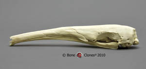 Giant Anteater Skull Replica