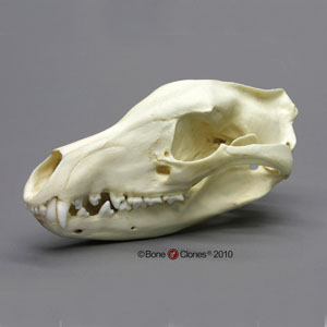 Tasmanian Wolf Skull Replica