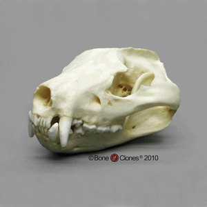 Tasmanian Devil Skull Replica