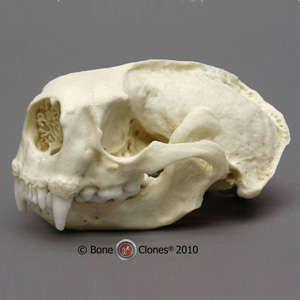 Sea Otter Skull Replica