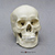 Human Male Asian Skull