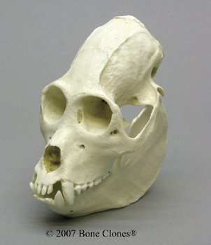 Howler Monkey Skull Replica