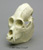 Howler Monkey Skull