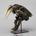 Sabertooth Cat Antique Finish