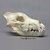 Dire Wolf Skull
