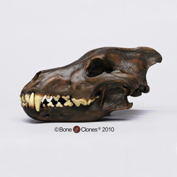 Dire Wolf Skull Replica Tarpit Finish BC-020T