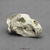 Kodiak Grizzly Bear Skull