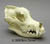 Great Dane Skull