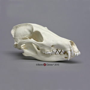 Maned Wolf Skull Replica BC-024