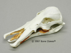 Duck-Billed Platypus Skull Replica BC-026