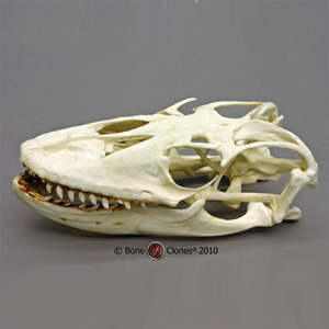 Komodo Dragon Skull Replica BC-027