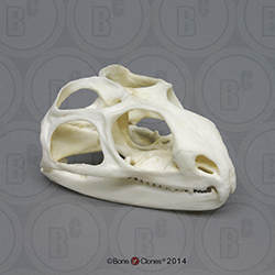 Tuatara Skull Replica BC-028