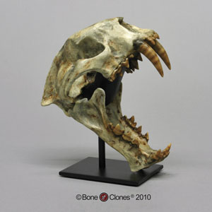 Sabertooth Cat Dinictis Skull Replica BC-030