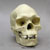 Human Male Australian Aboriginal Skull