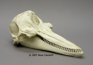 Dolphin Skull BC-033