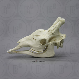 Giraffe Skull BC-034