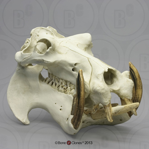Hippopotamus Skull BC-037