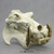 Hippopotamus Skull