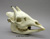 Okapi Skull