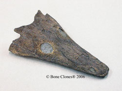 Thoosuchus Skull BC-040
