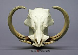Warthog Skull BC-041