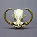 Warthog Skull