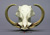Warthog skull