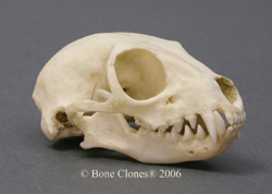 Meerkat Skull BC-042