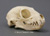 Meerkat Skull