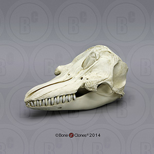 False Killer Whale Skull BC-044