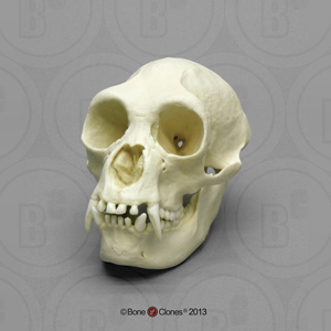 Siamang Skull BC-047