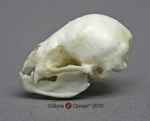 Common Vampire Bat Skull BC-048