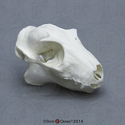 Colugo, Flying Lemur Skull BC-049