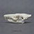 Cuban Solenodon Skull