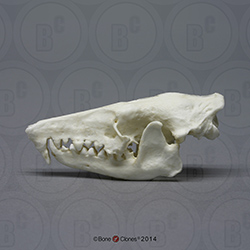Haitian Solenodon Skull BC-053
