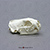 Black-footed Ferret Skull