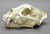 Jaguar Skull