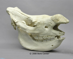 White Rhino Skull No Horns BC-058